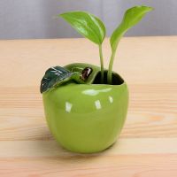 封后绿萝水培花瓶时钟菠萝迷你花盆水养植物创意花器桌面摆件陶瓷花盆 青苹果水培花瓶(不含植物小石子)