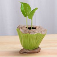 封后绿萝水培花瓶时钟菠萝迷你花盆水养植物创意花器桌面摆件陶瓷花盆 青莲藕水培花瓶(不含植物小石子)