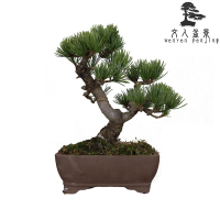 五针松盆景正宗五针松苗大板松盆景室内外绿植四季常青