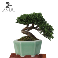 柏树盆景盆栽松柏观叶 办公室内室外四季常青