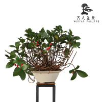 紫金牛 家庭绿植盆景盆栽 观花观果植物 喜半阴