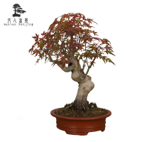 鸡爪槭盆景盆栽观叶易养 室内外阳台客厅办公室盆栽