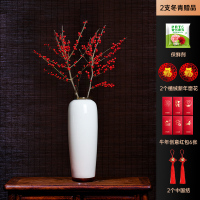 进口北美冬青50cm