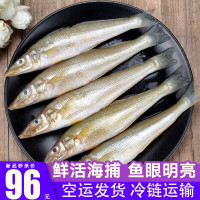 渔游记 沙丁鱼新鲜青岛海捕深海鱼 鲜活冷冻速冻3斤冰鲜海鲜水产烧烤食材 沙丁鱼