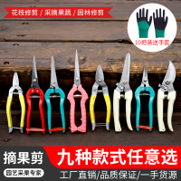10把装不锈钢摘果剪园艺修枝剪稀果剪刀采摘葡萄剪子采果摘果剪