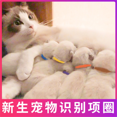 新生宠物识别米妮圈猫咪记号带小狗狗出生标记圈奶幼猫项圈身份标识带