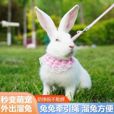 兔子牵引绳米妮兔绳挣脱兔链子可调节兔绳子遛兔绳栓遛兔兔绳子