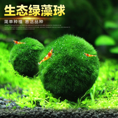 鱼缸水族箱造景阴性水草海藻球绿藻球生态瓶米妮绿澡球水藻球微景观