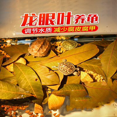米妮免煮乌龟龙眼叶腐皮养龟用品水族鱼缸榄仁叶懒人调节水草造景龟缸