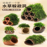 米妮鱼缸莫斯水草造景懒人植物鱼虾躲避罐虾屋小摆件小鱼繁殖躲避屋