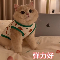 米妮猫咪衣服夏季薄款英美短蓝猫布偶猫小型犬泰迪狗狗夏天背心