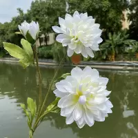 3头波兰菊白|仿真3头波兰菊 大丽花绢花婚庆插花装饰婚礼堂昙花秋菊大礼花