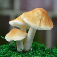 仿真三头蘑菇咖啡色(5个装)|仿真水果蔬菜三头假蘑菇外景拍摄摄影装饰布景道具菌菇香菇婚庆花