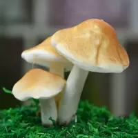 仿真三头蘑菇咖啡色(10个装)|仿真水果蔬菜三头假蘑菇外景拍摄摄影装饰布景道具菌菇香菇婚庆花