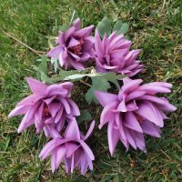 紫色|冰山雪莲仿真花新款傣族头饰花餐客厅装饰婚庆布景拍摄道具假花