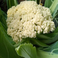 散花菜 一级6斤
