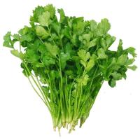 香菜优质1斤