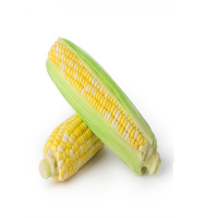 鲜玉米5个