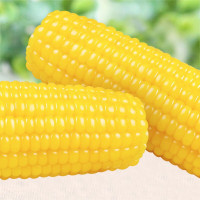 冻粘玉米(2号黄)整件40支