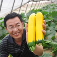 香蕉西葫芦种子苗圆形黄西胡芦大全四季南方蔬菜种籽孑瓜苗秧秧苗