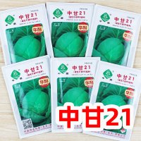 邢东中蔬中甘21二十一号甘蓝种子种籽包菜包心菜卷心菜蔬菜孑