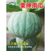 日本板栗味小南瓜种子苗高产香甜贝贝秧苗种籽秧蔬菜孑种植春季