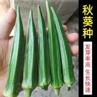 水果秋葵种子苗蔬菜种苗种籽孑秧秋癸菜苗四季盆栽黄蔬莱秧苗幼苗