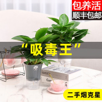 绿公主盆栽招财植物金钻办公室内好养四季常青吸甲醛花卉桌面绿植