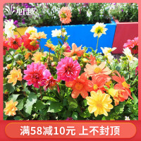 天卉苑小丽花盆栽苗 虹越花园梦幻系列等多年生草花切花小丽菊