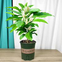 特价白兰花盆栽花卉植物室内玉兰树苗带划拨四季开花浓香黄角兰苗