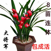 兰花苗盆栽剑兰浓香四季君子兰花墨兰大花蕙兰室内花卉植物大盆栽