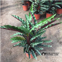 波浪竹芋七彩孔雀猫眼竹柏四季常青办公室内观叶植物盆栽彩叶花卉