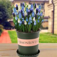 葡萄风信子种球 土培水培盆栽花卉植物风信子种球含盆含土有香味