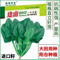 大叶菠菜种子四季菠菜种孑蔬菜种籽秋冬季菜种籽建南8933耐寒阳台