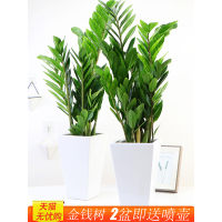 金钱树盆栽花卉植物办公室内客厅钱串子招财四季常青发财树盆景苗