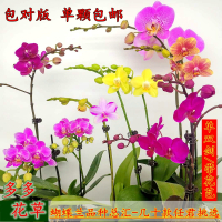 顺丰3寸大中小蝴蝶兰佛山基地双剑梗花期长办公室内四季开花