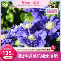 进口铁线莲大苗爬藤花园庭院观花6L盆栽约瑟芬藤本花卉植物