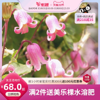 [夏日风铃]铁线莲铃铛/德克萨斯型爬藤花卉植物胭脂扣王梦