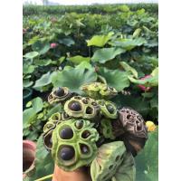 碗莲种子 莲子混色品种特价9.9元5粒