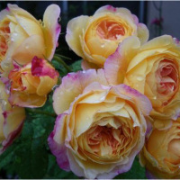 浩田花苑[罗斯曼尼詹森]盆栽大灌木庭院花园盆栽观花绿植花卉