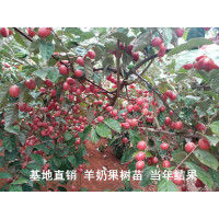 嫁接德甜树苗 密花胡颓子苗牛虱子果苗羊山咪树苗酸甜纯甜