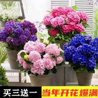 买3送1绣球花盆栽带花苞四季无尽夏花苗八仙绣球阳台花卉绿植庭院