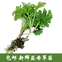 野生益母草苗新鲜益母草种苗盆栽植物坤草九重楼云母草森蒂现挖