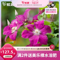 铁线莲6L大苗东方晨曲斯塔西攀援爬藤花卉庭院花园阳台种植