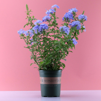 蓝雪花 白雪花 大苗半爬藤 多年生 花开不断 种好发货 四季开花