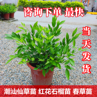 抹草苗仙草苗 石榴花苗牛牯刺苗 春草苗盆栽三叶青潮汕辟邪吉祥草