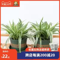 千叶吊兰常春藤花叶络石薄荷去甲醛植物盆栽室内好养1111329-093A