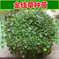 金钱草种子苗带叶水培植物办公室内桌面盆栽花卉阳台花园水养绿植