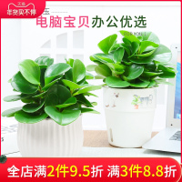 豆瓣绿盆栽大青叶碧玉植物室内好养花卉办公室小绿植物多肉