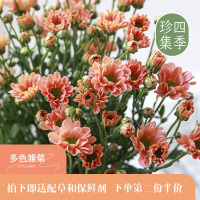 四季珍集 |小雏菊多色 鲜花切花云南基地直发空运 第二份半价